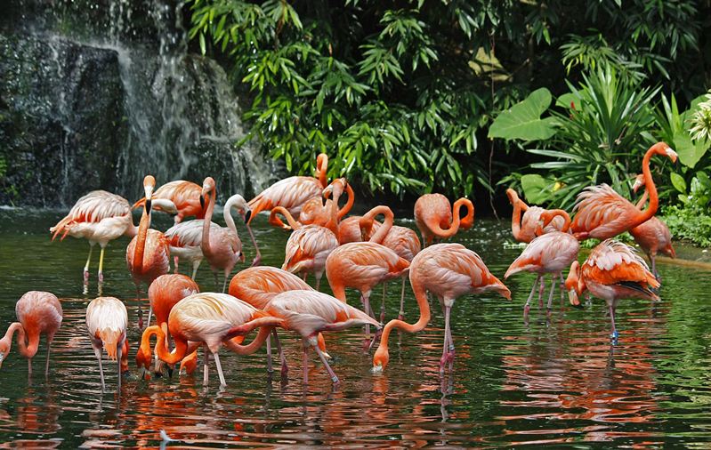  Singapore travelling Singapore-jurong-bird-park-flamingo-lake
